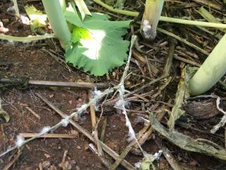 Sclerotinia basal infection in a canola crop.