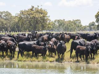 Livestock should be isolated from dams where it is suspected the water has been contaminated by blue-green algal blooms.