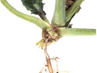 Blackleg affected canola plant at the cabbage stage.