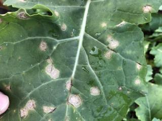 Blackleg lesions on a canola leaf