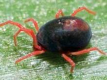 An adult blue oat mite