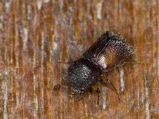Black insect on a cut log.