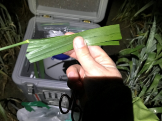 In-field sampling of wheat tissue for metabolites to uncover reduced susceptibility in wheat to frost damage (Source Brenton Leske, DPIRD)