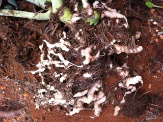 Roots of a broccoli plant affected by the disease clubroot.  The white roots are swollen, twisted and unable to adequately take up water and nutrients.