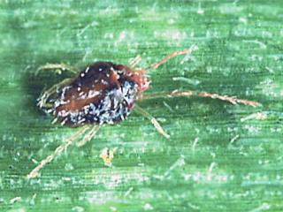 Adult brown wheat mite