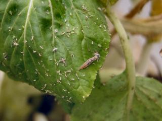 Brown lacewing larva feeding on aphids