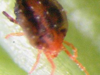 An adult bryobia mite