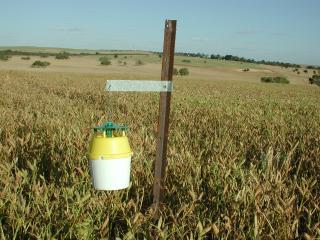 Native budworm pheremone trap in lupin crop