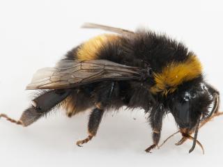 Close of of a bumble bee
