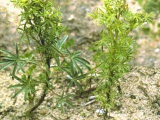 CMV infected lupins, Current season infection and seed borne infection