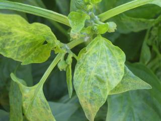 Capsicum leaf with mottle and yellowing caused by Cucumber mosaic virus infection