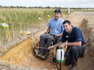  DAFWA research officer Dr Craig Scanlan and technical officer Gavin Sarre examine pH profiles in an acidic soil by spraying universal indicator.