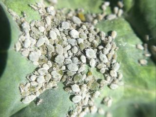Cabbage and turnip aphids on volunteer canola.