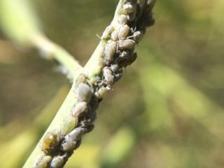 Cabbage aphid colony on a canola plant
