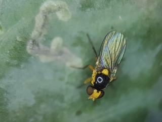 An adult cabbage leafminer