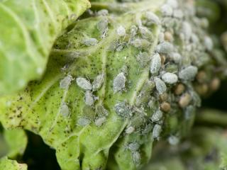 Wingless adults and nymphs of cabbage aphid. Brown aphids are parasitised aphids. Photo courtesy Pia Scanlon, DAFWA