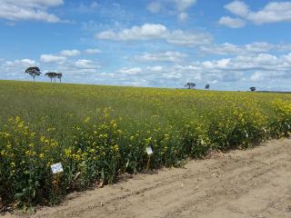 The long term National Variety Trials results for canola have just been updated, with the new hybrid canola varieties comparing well to the popular open pollinated varieties.