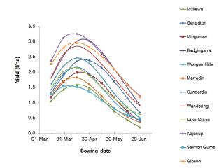 Graph showing yields in different areas according to sowing time