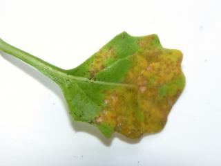 Yellow chlorotic lesions of downy mildew on the upper leaf surface