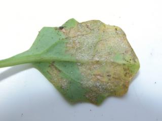 white cottony growth of the fungus on corresponding lower leaf surface