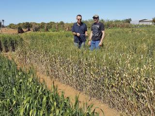 Research to quantify yield losses from cereal diseases