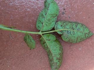 Chilli thrips damage to a rose leaf
