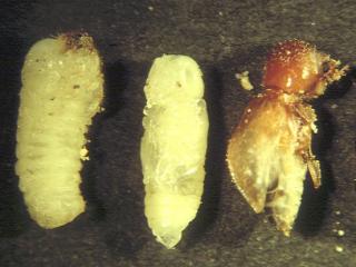 From left to right, cream coloured larva and pupa, and brown near mature pupa before becoming an adult common auger beetle