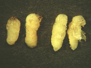 Legless white/cream larva, pre-pupa and pupae of common auger beetle