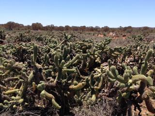 Part of an extensive coral cactus infestation at Tarmoola Station controlled by the Goldfields Nullarbor Recognised Biosecurity Association. November is Cactus Month.