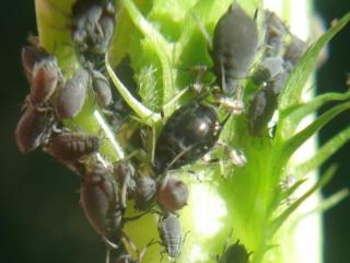 Cowpea aphids adults and nymphs