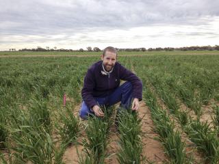 Early season pre-breeding wheat trial