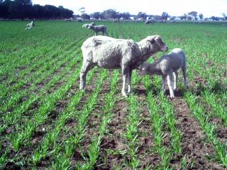 DAFWA has advised growers coping with moisture stressed crops and hungry sheep to consider grazing crops.