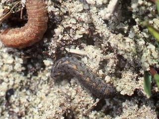 Cutworm caterpillar protruding from the soil.