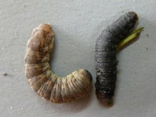 Left light coloured pink cutworm, right darker coloured herring bone patterned cutworm