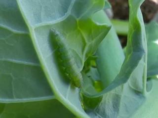 A diamondback moth caterpillar on a canola leaf