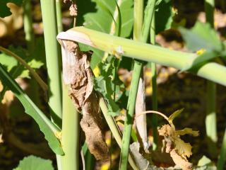Sclerotinia stem rot infection a canola stem in the East Chapman trial in 2014