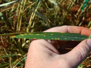 Yellow spot symptoms on a wheat leaf