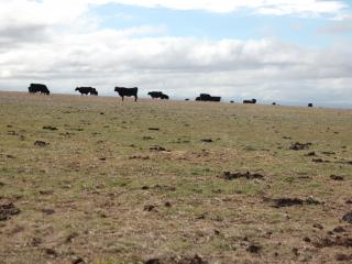 Cattle in paddock with scattered hard clumps of dung