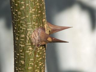 Thorns on a Robinia sucker.