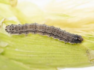 A Fall armyworm caterpillar on a cob of corn
