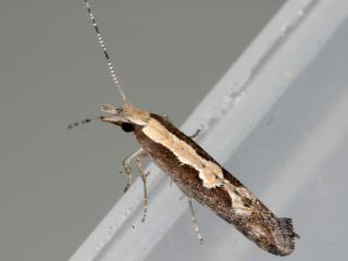 Diamondback moth adults are about 8 mm long with a diamond pattern on the wings
