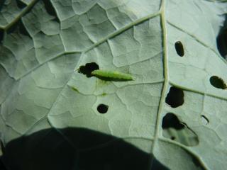Near mature diamondback moth larvae are green and chew holes in leaves
