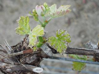 Damage to  young grapevine leaves characteristic of European earwig feeding