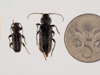 Male and female EHB beetles next to a five cent piece