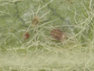 European red mite male at the top, female mite and ERM egg