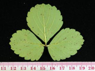 Early symptoms of Gnomoniopsis on leaves