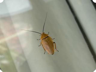 Small cockroach on a glass window pane.