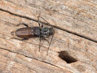 With winter here now is a good time for people to clean up and burn any unwanted pine wood to help prevent the spread of European house borer. Check wood for small oval-shaped holes, adult beetles and larvae