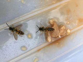 European wasps in an empty meat tray