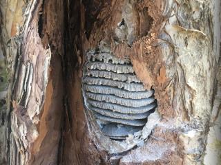 A European wasp nest built into a paperbark tree